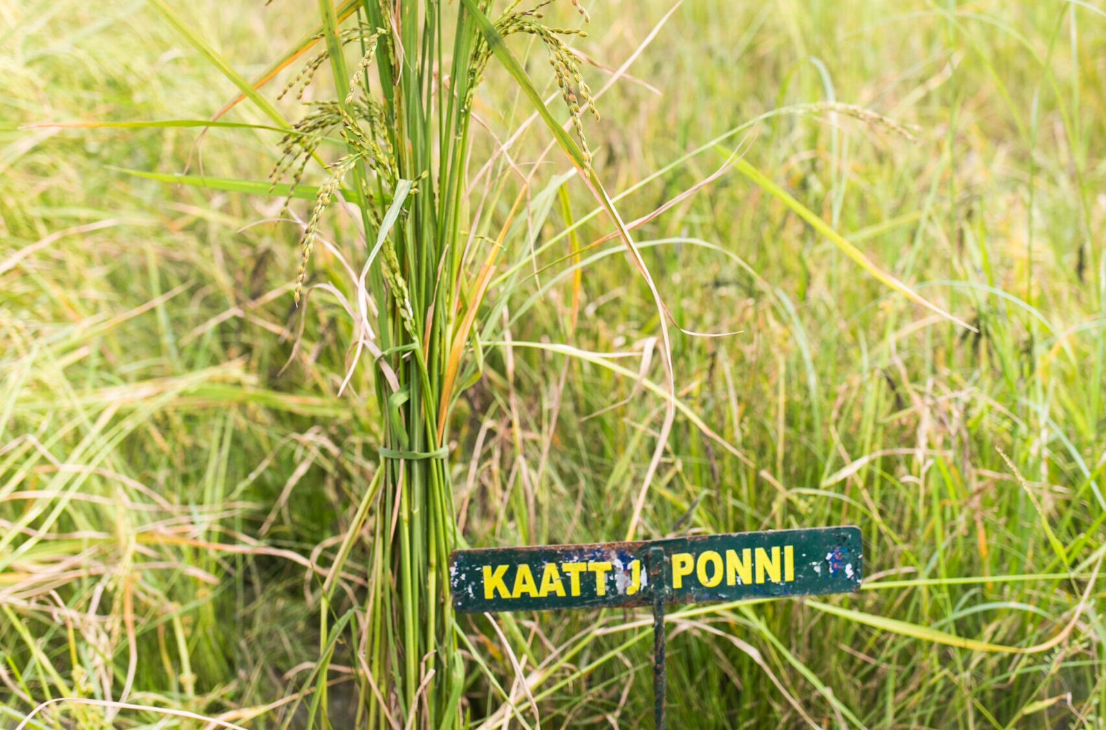 1. Kaatu Ponni field-Dec 2022