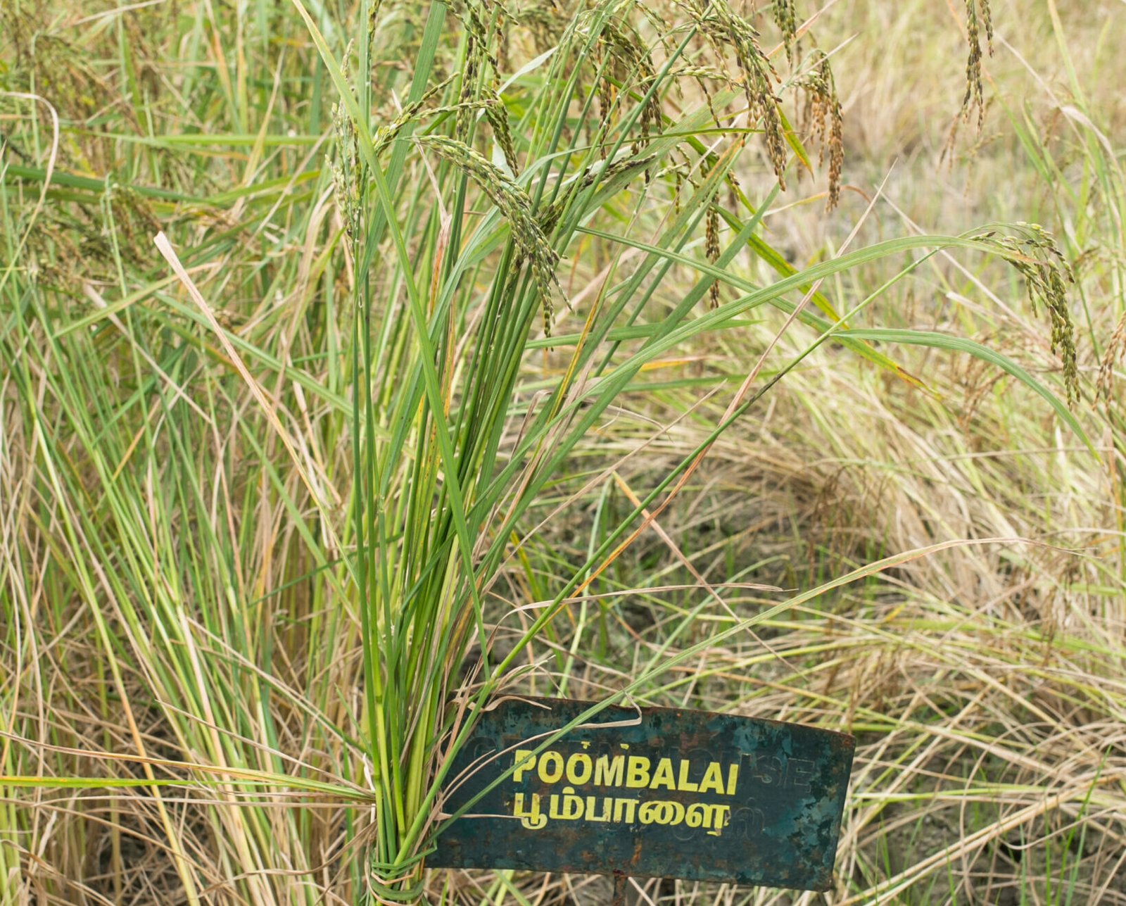 1.Poompalai field- Feb 2023