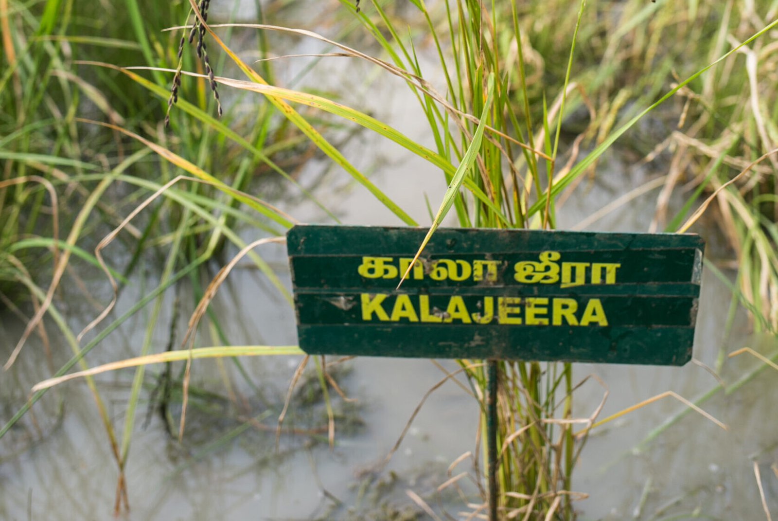 3.Kalajeera field- Dec 2022