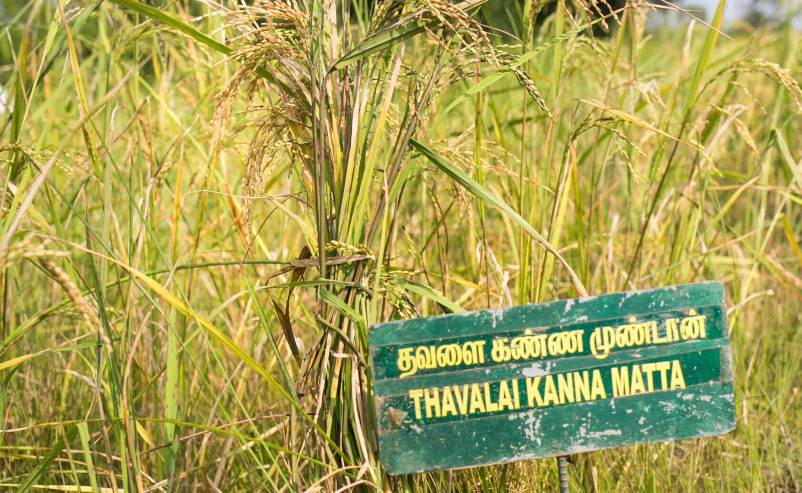 3.Thavalaikannamatta field-Dec 2022