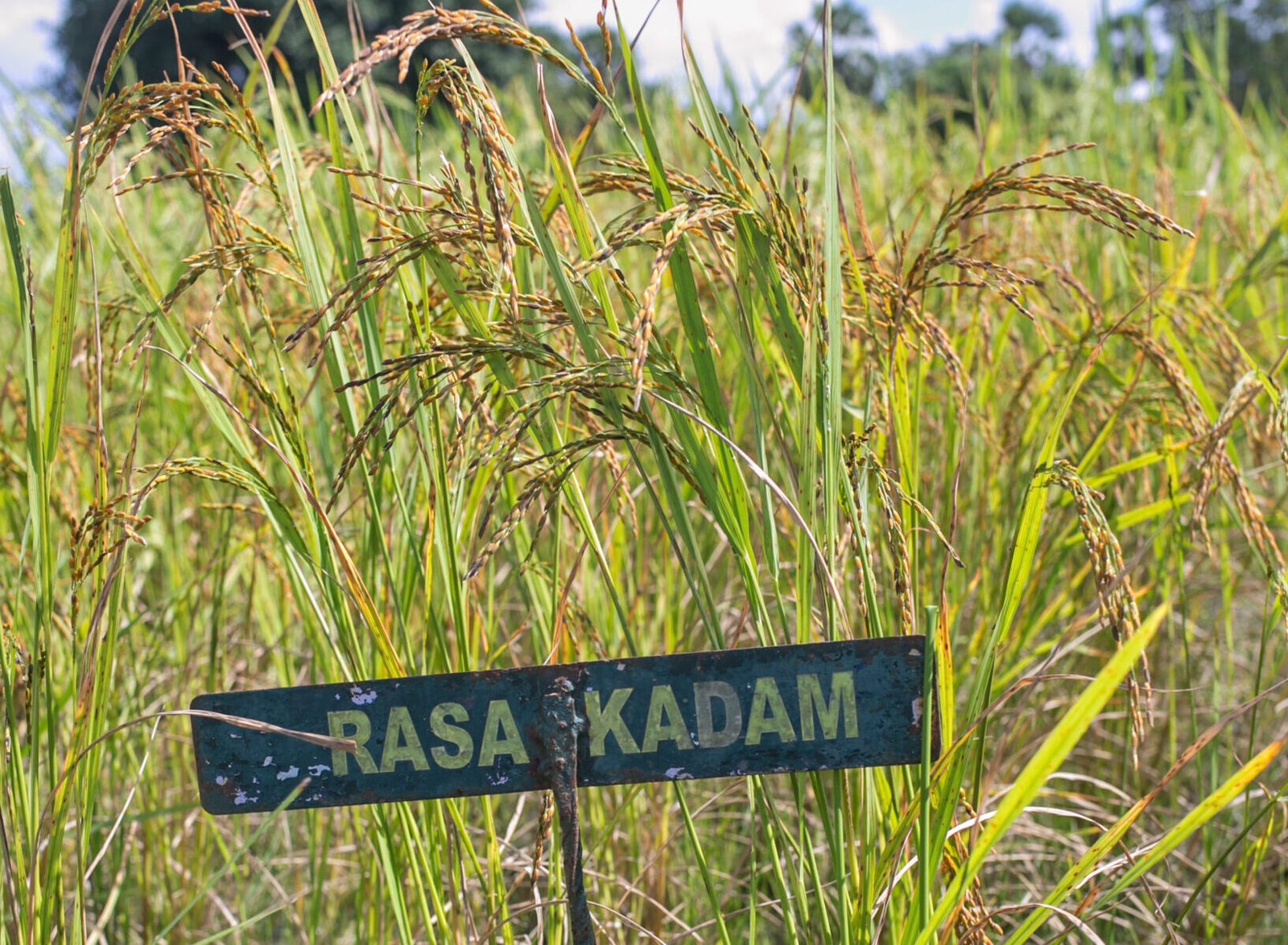 6.Rasakadam field-Dec 2022