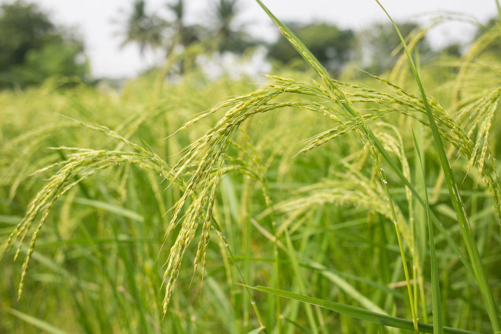 7.Mullankaima panicles-Dec 2022