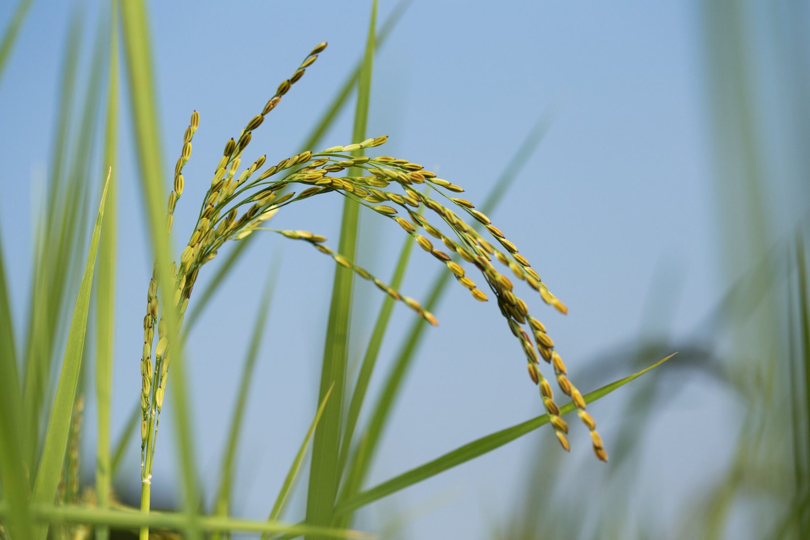 Panankattu kudaivazhai crop(2)
