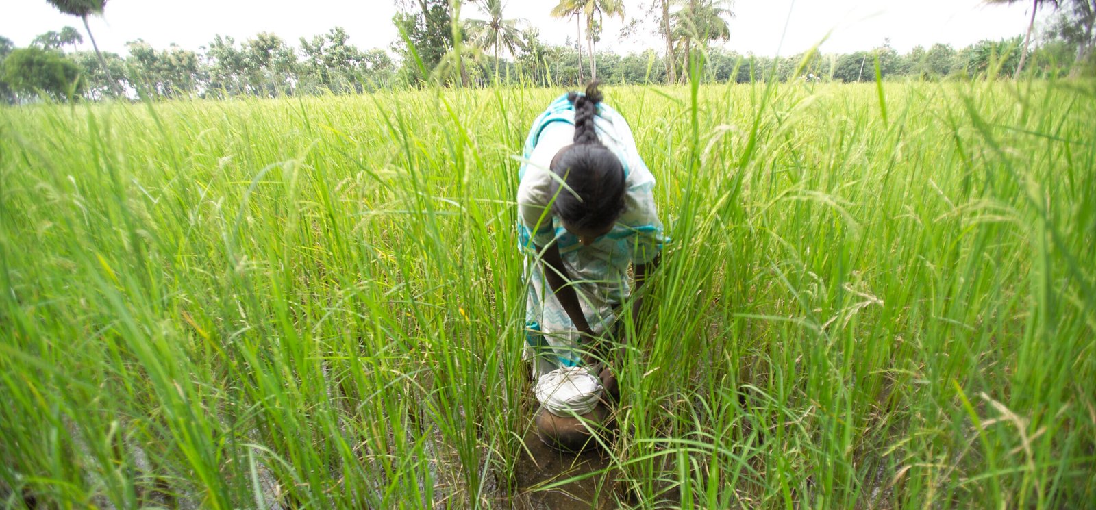 woman involved in intercultivation (2)