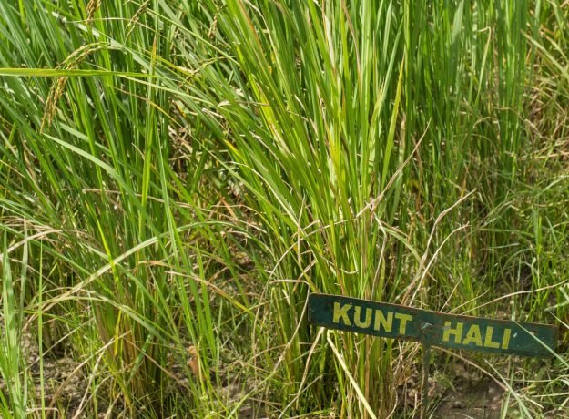 1. Kunthali field-Dec 2022