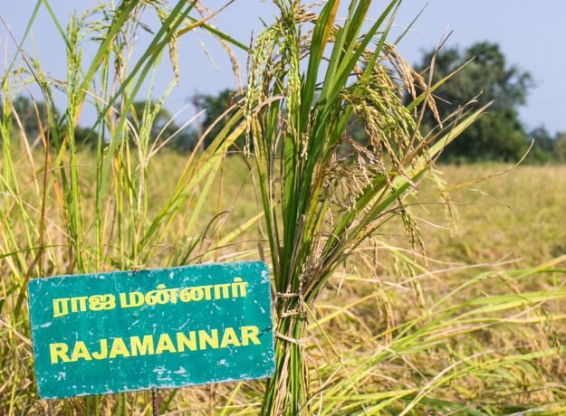 1. Rajamannar field-Jan 2023