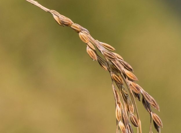 1.Cochin Samba panicle-Jan 2023 (1)