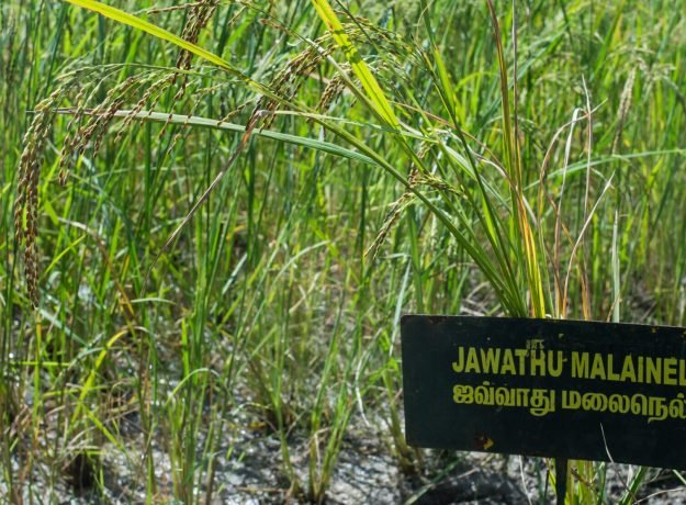 1.JawadhuMalainel-Dec 2022
