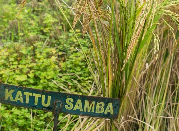 1.Kattusamba field- Feb 2023