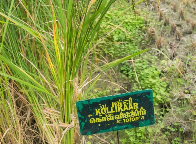 1.Kollikaar field-Feb 2023