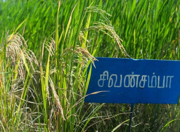 1.SivanSamba field- Dec 2022