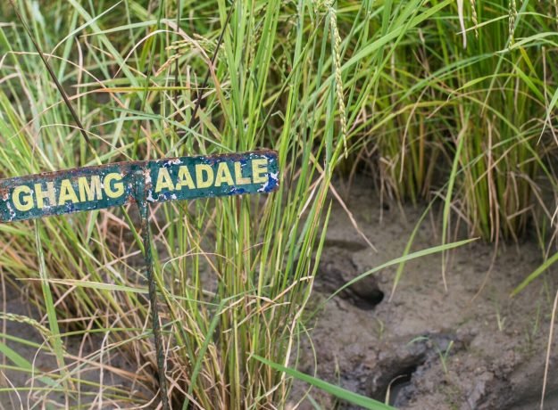10.Ghamgadaale field -Dec 2022