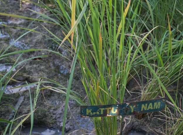 10.Kaatuyanam field-Dec 2022