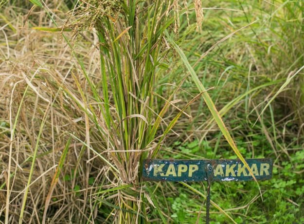 10.Kappakar field-Feb2023