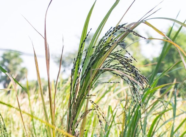 11. Karungkuruvai panicles-Jan 2023