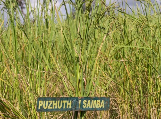 11. Puzuthi samba field- Dec 2022