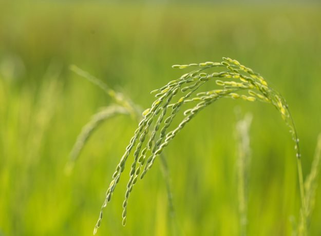2.Kumsala crop -Nov 2016