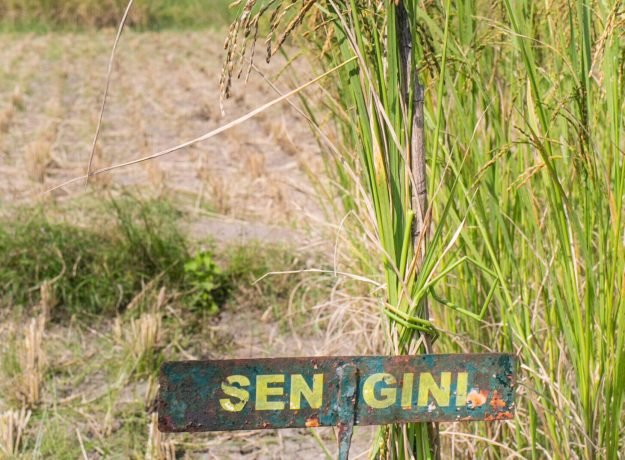 2.Seengini field- Jan 2023