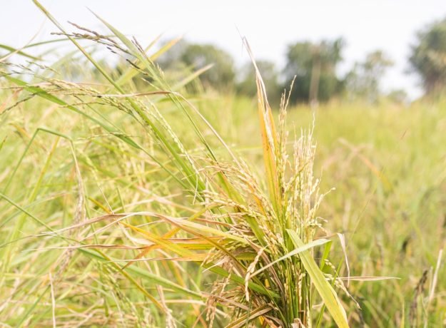 2.Thirupathisaram crop-Dec 2022