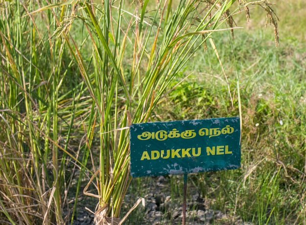 3. Adukku Nel field - Jan 2023