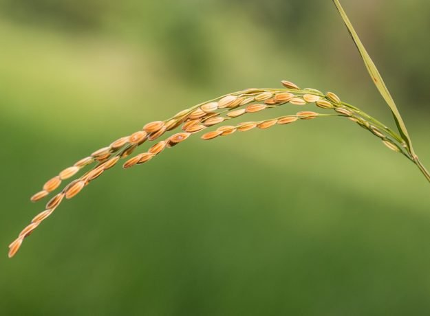 3. Gajejawar panicle-Dec 2022 (1)