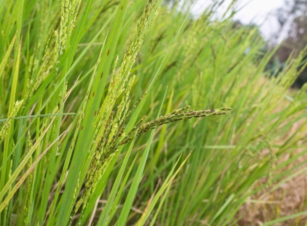 3. Neelansamba panicles-Feb 2023