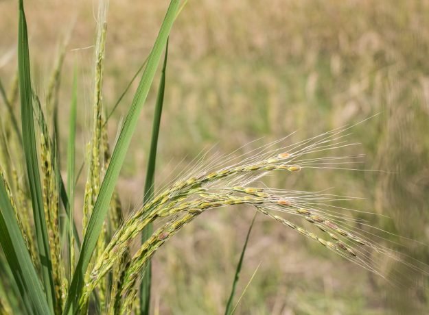 3. Valan nel panicles-Jan 2023 (1)