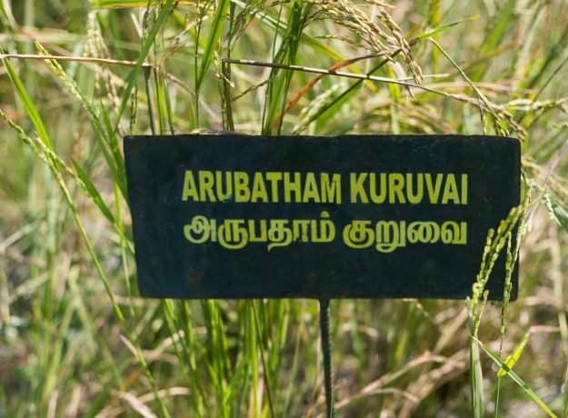 3.Arubutham kuruvai field- Dec 2022