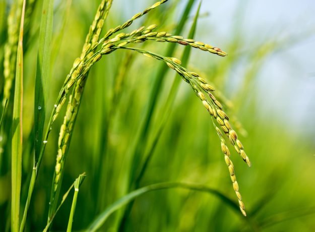 3.Gamgadalae panicle-Nov 2016
