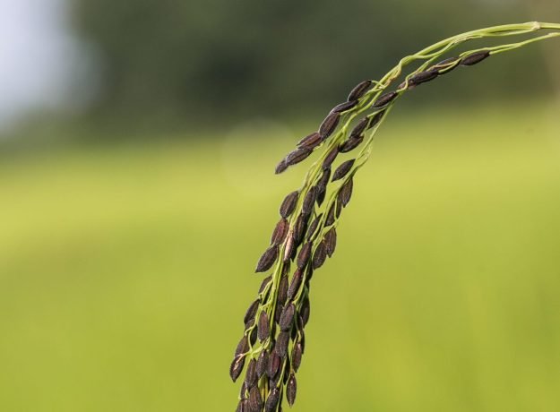 3.Kalabaat panicle-Dec 2022