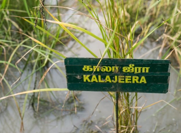 3.Kalajeera field- Dec 2022