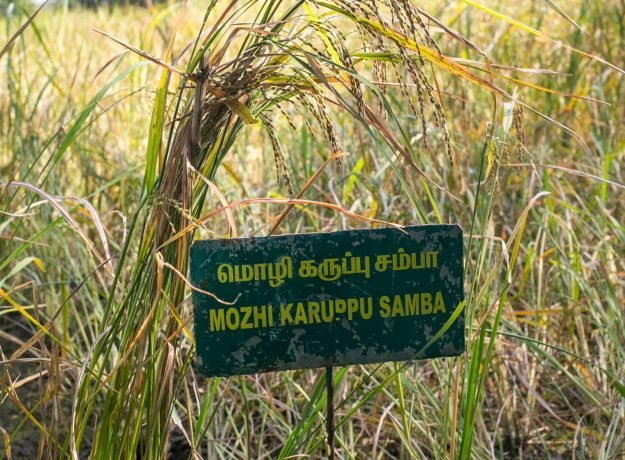 3.Mozhikaruppusamba field-Jan 2023