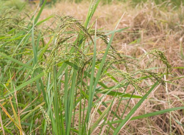3.SambaMosanam panicles-Feb 2023 (2)