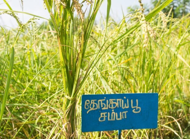 3.Thenkaipoo samba field-Dec 2022