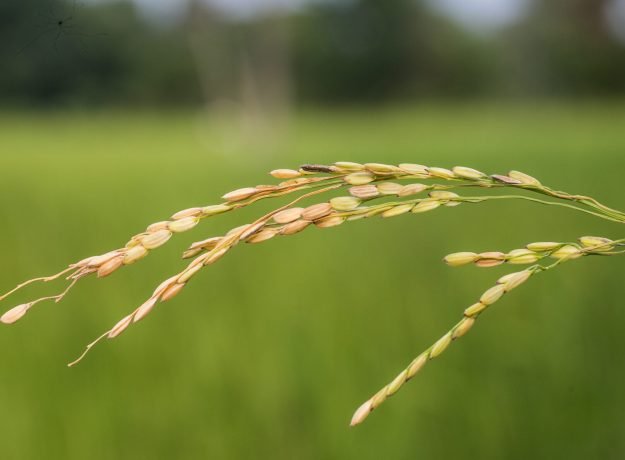 3.Thirupathisaram panicle-Dec 2022