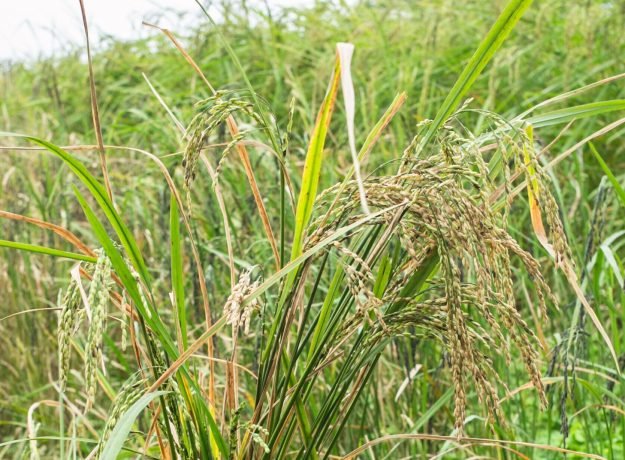 3.Vallarakan panicles-Feb 2023