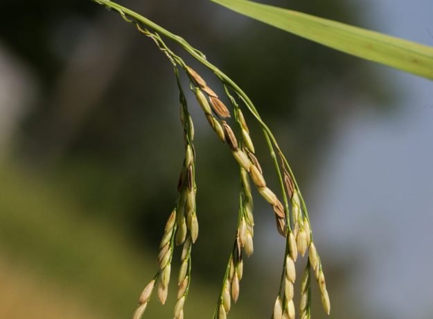 4. Athur Kitchili panicle- Jan 2023 (1)