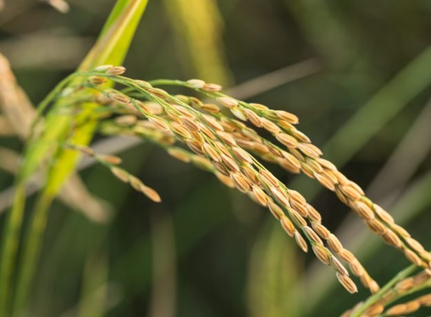 4.Rajapoga panicle-Nov 2016 (1)