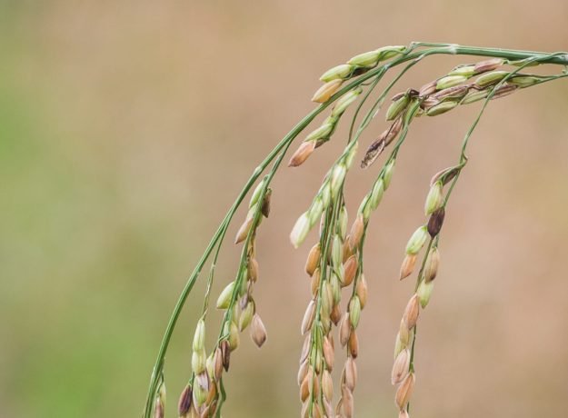 4.Vallarakan panicle-Feb 2023