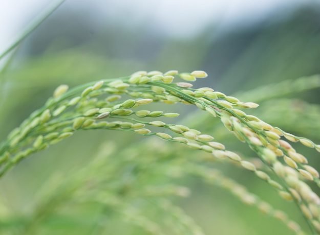 5.Cuddalore seeraga samba panicle closeup-Nov 2016