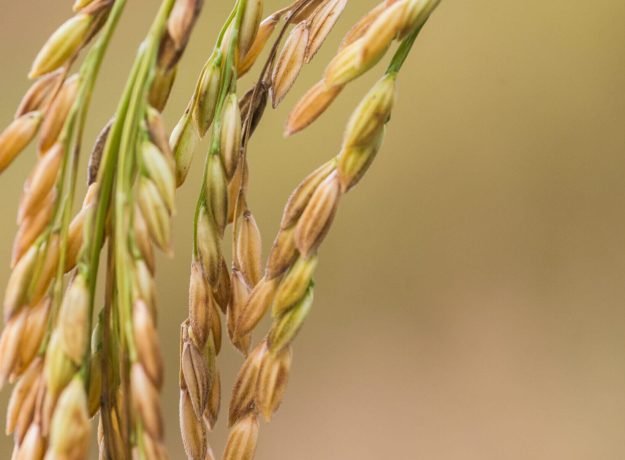5.Kattusamba panicle-Feb 2023
