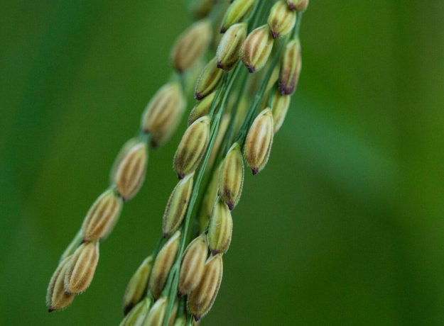 5.Puzuthi samba panicle -Nov 2016