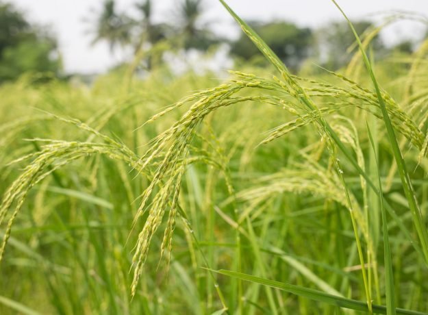 7.Mullankaima panicles-Dec 2022