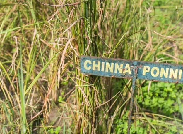 8. Chinna ponni field-Dec 2022
