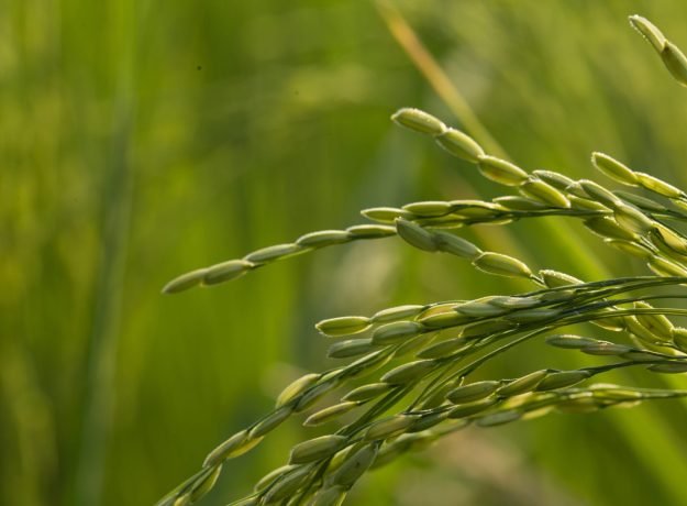 8.Delhi pogalu panicle closeup -Nov 2016