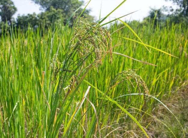 8.KoomVazhai crop-Jan 2023