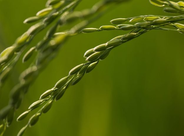 8.Kumsala panicle closeup -Nov 2016