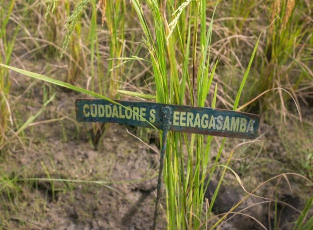 9.Cuddalore Seeraga samba-Dec 2022