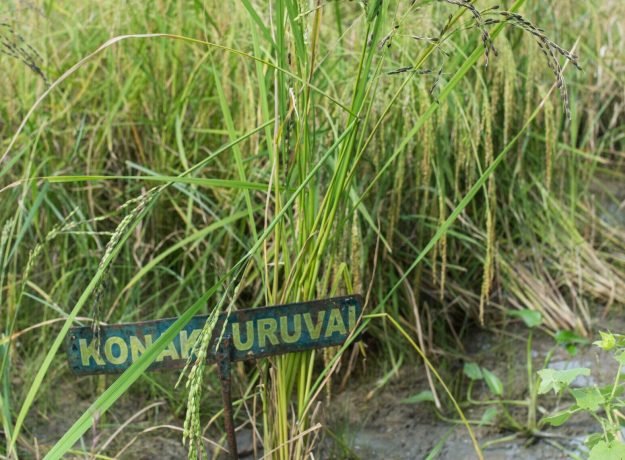 9.Konakuruvai feild-Dec 2022