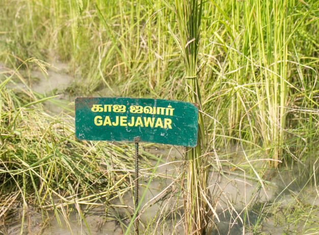 Copy of 1. Gajejawar field- Dec 2022 (1)